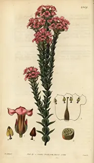 Imbricata: Imbricated penaea, Penaea imbricata