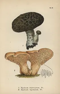 Mordecai: Imbricated steccherino, Hydnum imbricatum 1