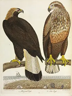 Hand Coloured: Immature Golden Eagle and Bald Eagle