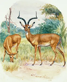 Impala: Impala, 1898
