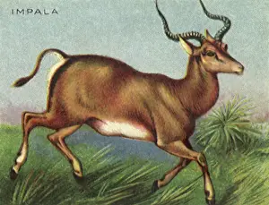 Impala: Impala