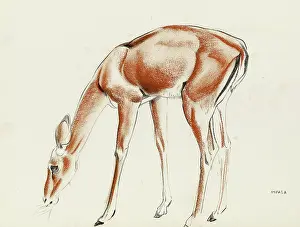 Impala: An Impala