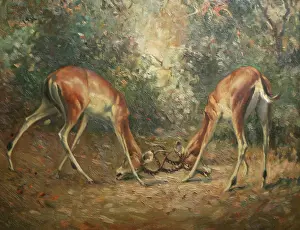 Michaelis: Two Impala rutting