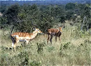 Melampus: IMPALA/SOUTH AFRICA