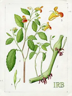 Roots: Impatiens biflora - jewelweed