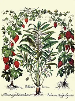 Basilius: Impatiens and Momordica