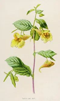 Tangere: IMPATIENS NOLI-ME-TANGER