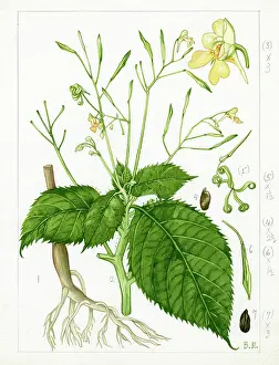 Everard: Impatiens parviflora - small balsam