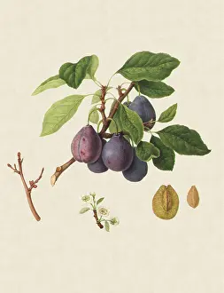Linnaeus: Imperatrice Plums
