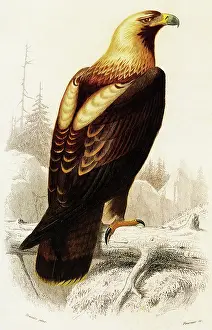 Classified: Imperial Eagle (Aquila heliaca)