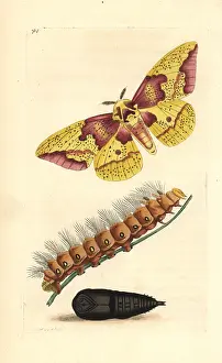 Pupa: Imperial moth, Eacles imperialis, with caterpillar and pupa