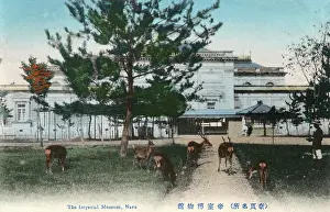 Roam: The Imperial Museum at Nara, Japan - with deer