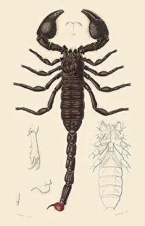 Arthropods: Imperial Scopion (Scorpis buthus)
