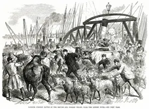 IMPORTED CATTLE AT DOCKS