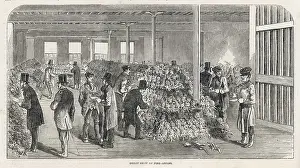 Rarity: IMPORTED PINEAPPLES/1853