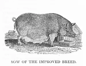 Swine: IMPROVED SOW (BEWICK)