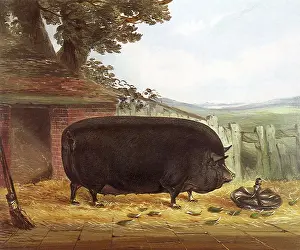 Rickety: Improved Suffolk Pig
