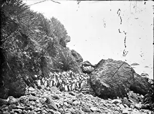 Challenger: Inaccessible Island, Tristan da Cunha, Penguin Rookery