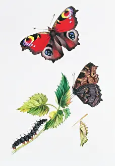 Pavo: Inachis io, peacock butterfly