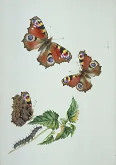 Pupa: Inachis io, peacock butterfly