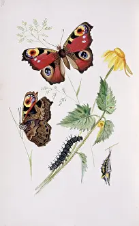 Brush Footed: Inachis io, peacock butterfly