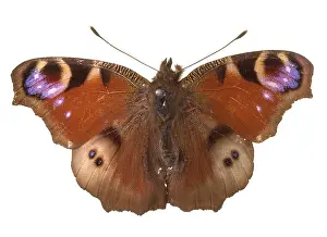 Peafowl: Inachis io, peacock butterfly