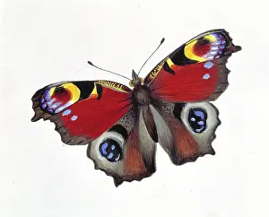 Footed: Inachis io, peacock butterfly