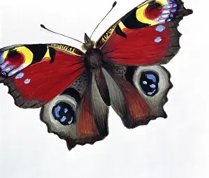 Footed: Inachis io, peacock butterfly