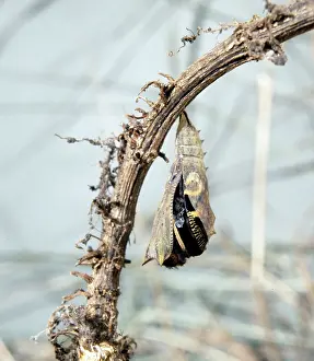 Pupa: Inachis io, peacock butterfly, emerging from its pupa