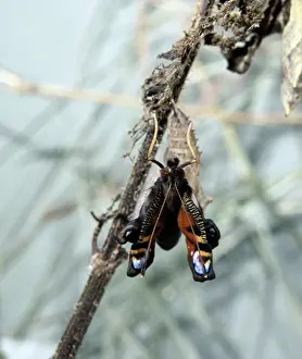 Pupa: Inachis io, peacock butterfly, emerging from its pupa