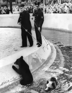Enclosure: Inauguration of the Bear Kennel in the Berlin Zoo, 1939