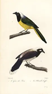Steel Engraving: Inca jay and Cayenne jay