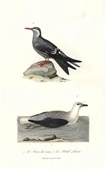 Complements: Inca tern, Larosterna inca, and white-headed