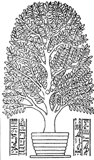 Sacra: Incense tree