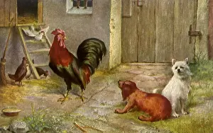 Hens: Incipient Confrontation