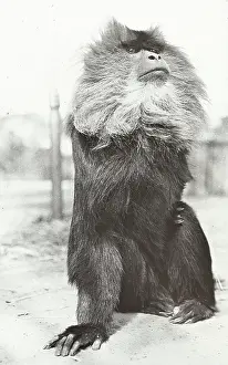 Jeypore: India - A Black Monkey, Jeypore