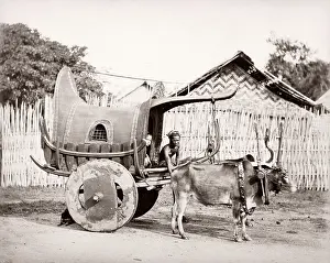 Idian: India - bullock cart