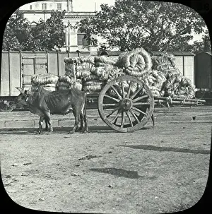 Ox Cart: India - Country Cart