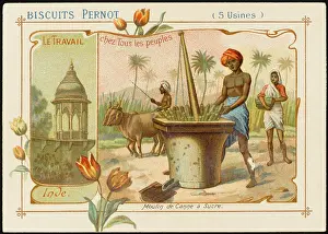 Sugarcane: India - Grinding Sugar