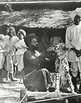 Cheetahs: India - A hunting Cheetah on leash, Ulwar