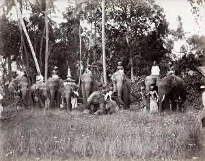 Mahouts: India, large group of working elephants and mahouts