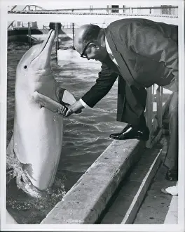 Porpoise: India - Nepal - Pakistan