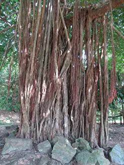 Orissa: India, Orissa, Konarak