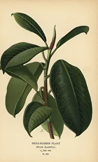 Ficus: India-rubber plant, Ficus elastica