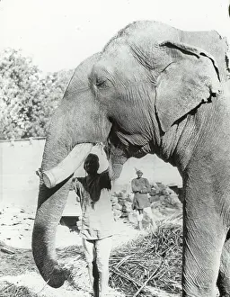 Gwalior: India - Tusked elephant, feeding (study of head), Gwalior