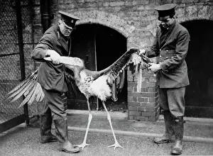 Clipped: Indian Adjutant stork