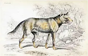 Aguara: INDIAN AGUARA DOG