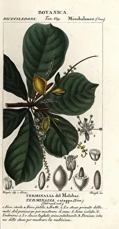 Myrtle: Indian almond, Terminalia catappa