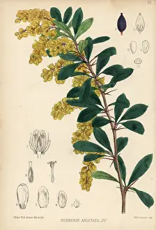 Turmeric: Indian barberry, Berberis aristata