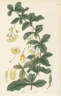 Ayurveda: Indian barberry, Berberis aristata